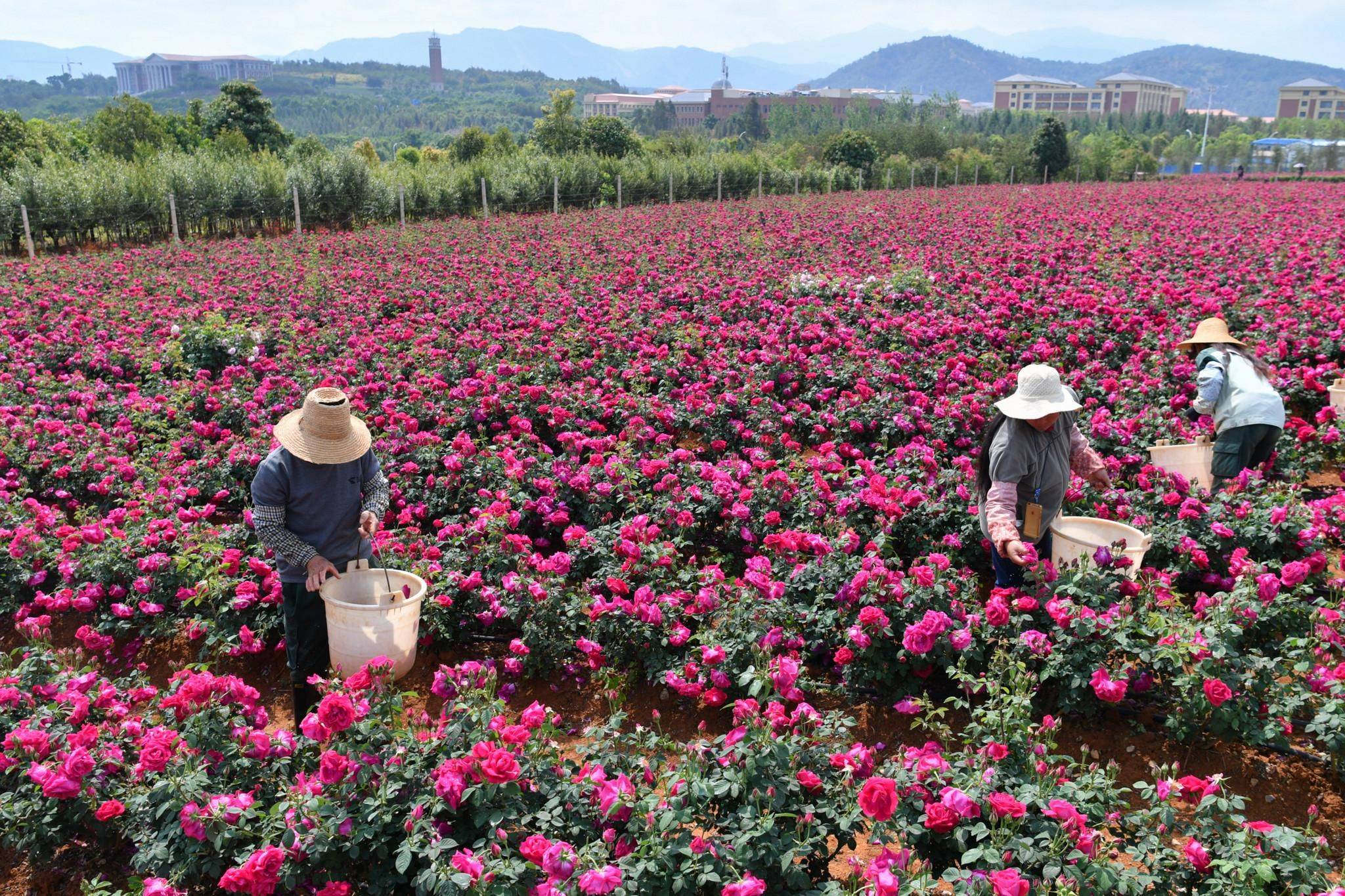 小康圆梦应县南河种镇发展玫瑰种植开辟致富新路