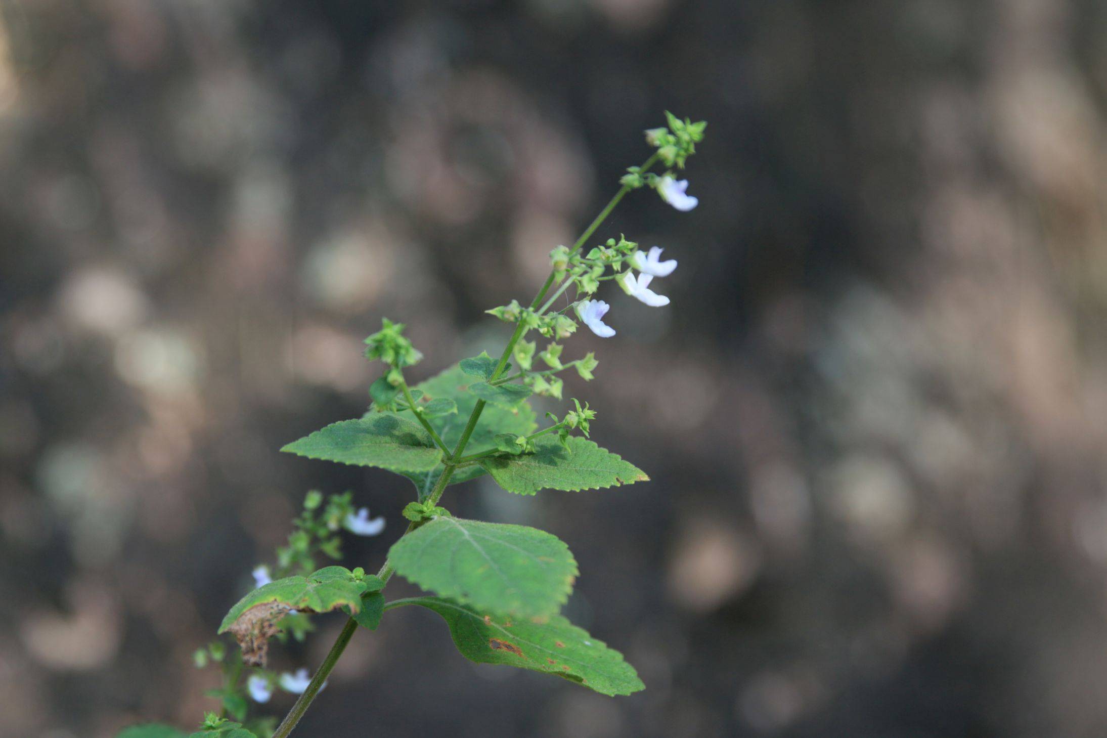 庆元植物1433-唇形科-香茶菜属-大萼香茶菜