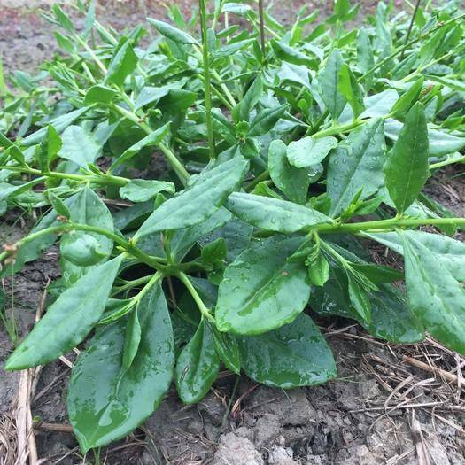 神奇野菜,堪比"人参-植物非试管高效快繁人参菜