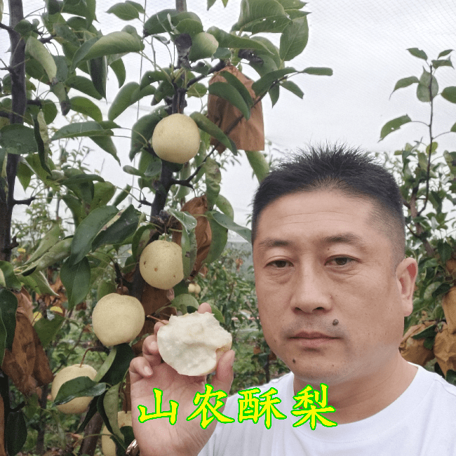 山农酥梨是山东农业大学陈学森教授历经十五年精心研究的成果,他是新