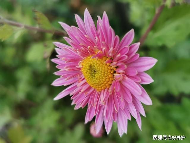 科普:菊花的五类花瓣和30个基本花型