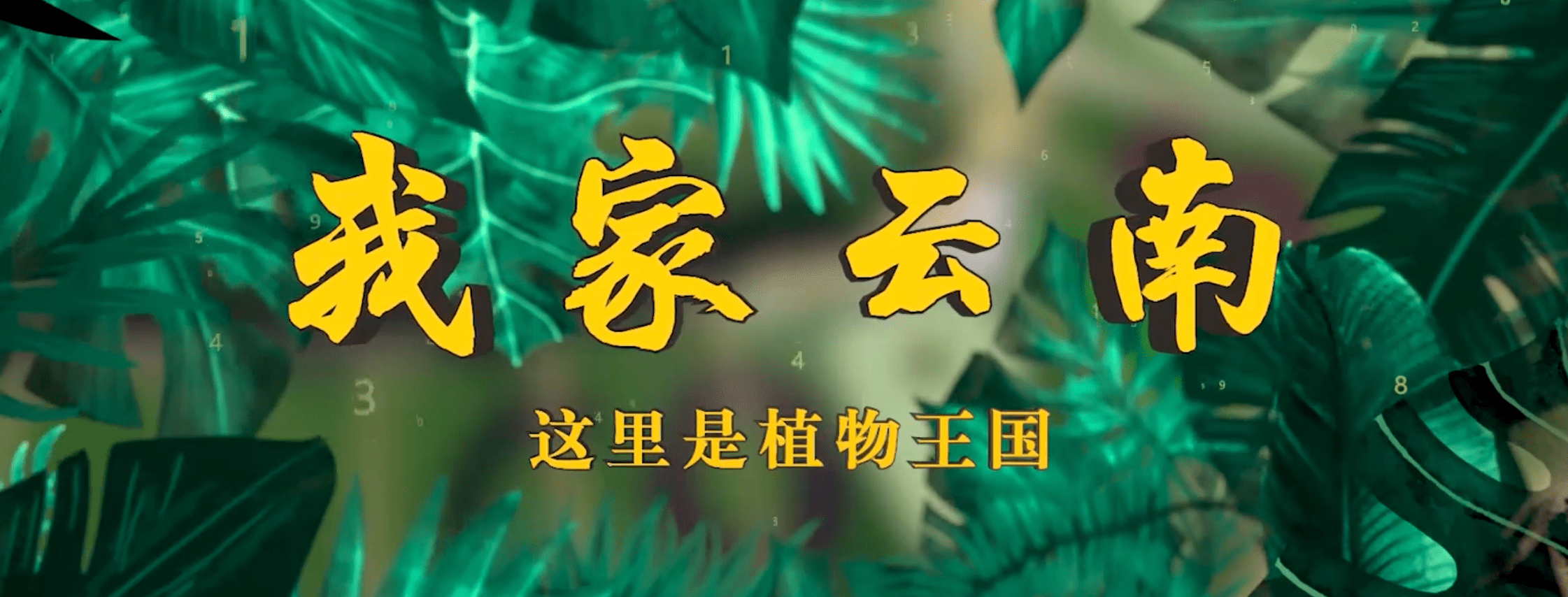 《我家云南》系列视频①丨带你走进植物王国