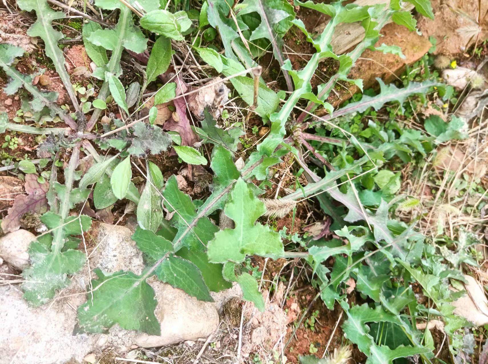 花叶滇苦菜,助力儿童健康成长值得点赞〔黅钚焕堂谈野生中草药35