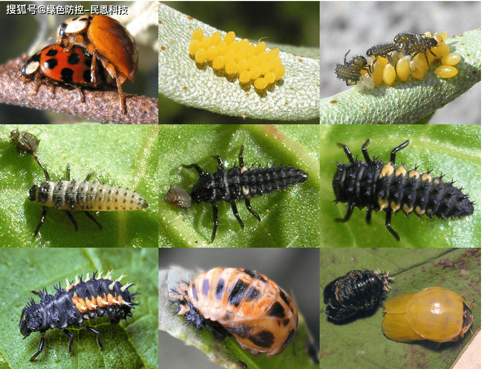 七星瓢虫,异色瓢虫捕食蚜虫,螨,红蜘蛛,真菌孢子和一些小型昆虫