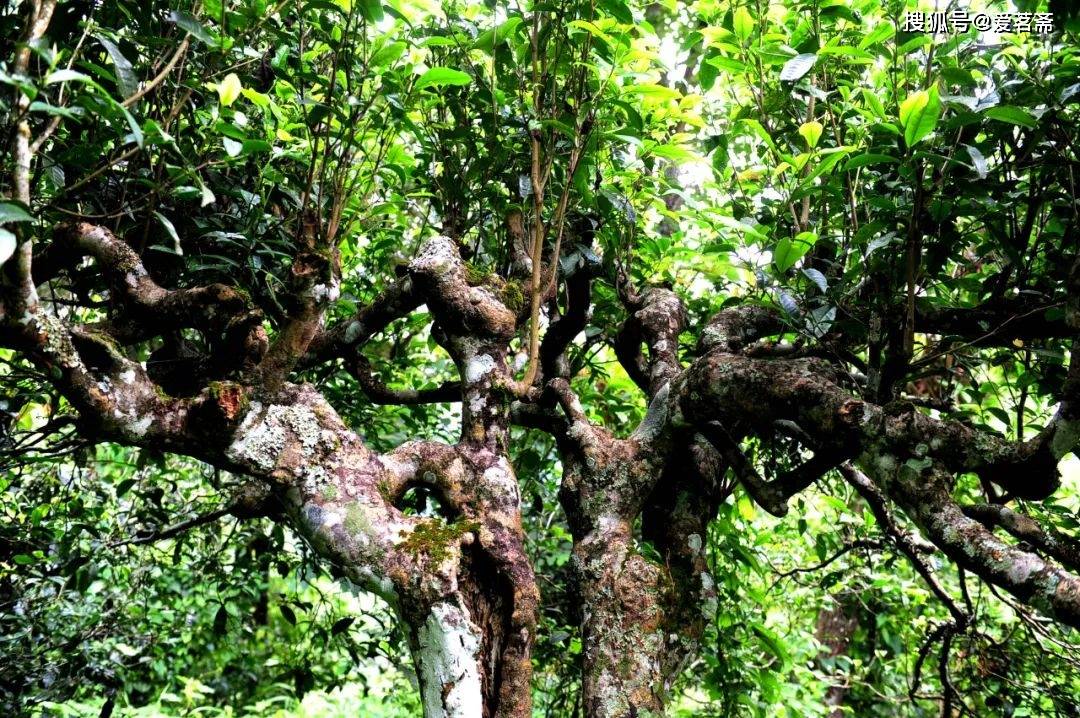 "班章为王,易武为后,你知道的普洱茶有名山头有多少?