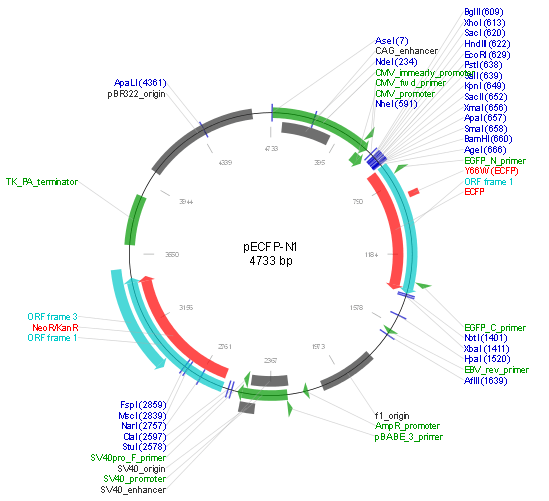 htmlthe vector contains an sv40 origin of replication and a