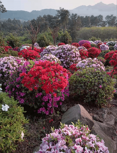 花中溪吃土货免费看杜鹃花_满山_旺季_南山