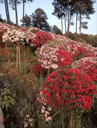 花中溪吃土货免费看杜鹃花_满山_旺季_南山