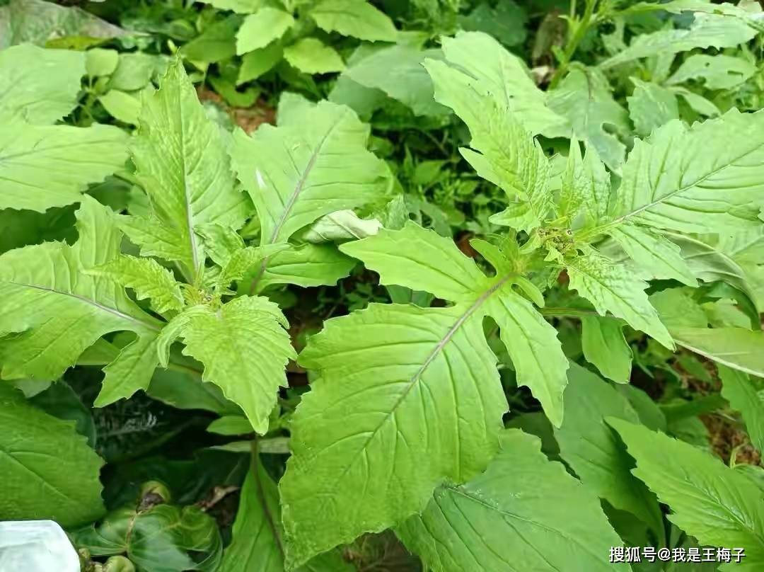 四,野茼蒿在我们老家农村把这种菜也叫革命菜,传说在战争年代,红军