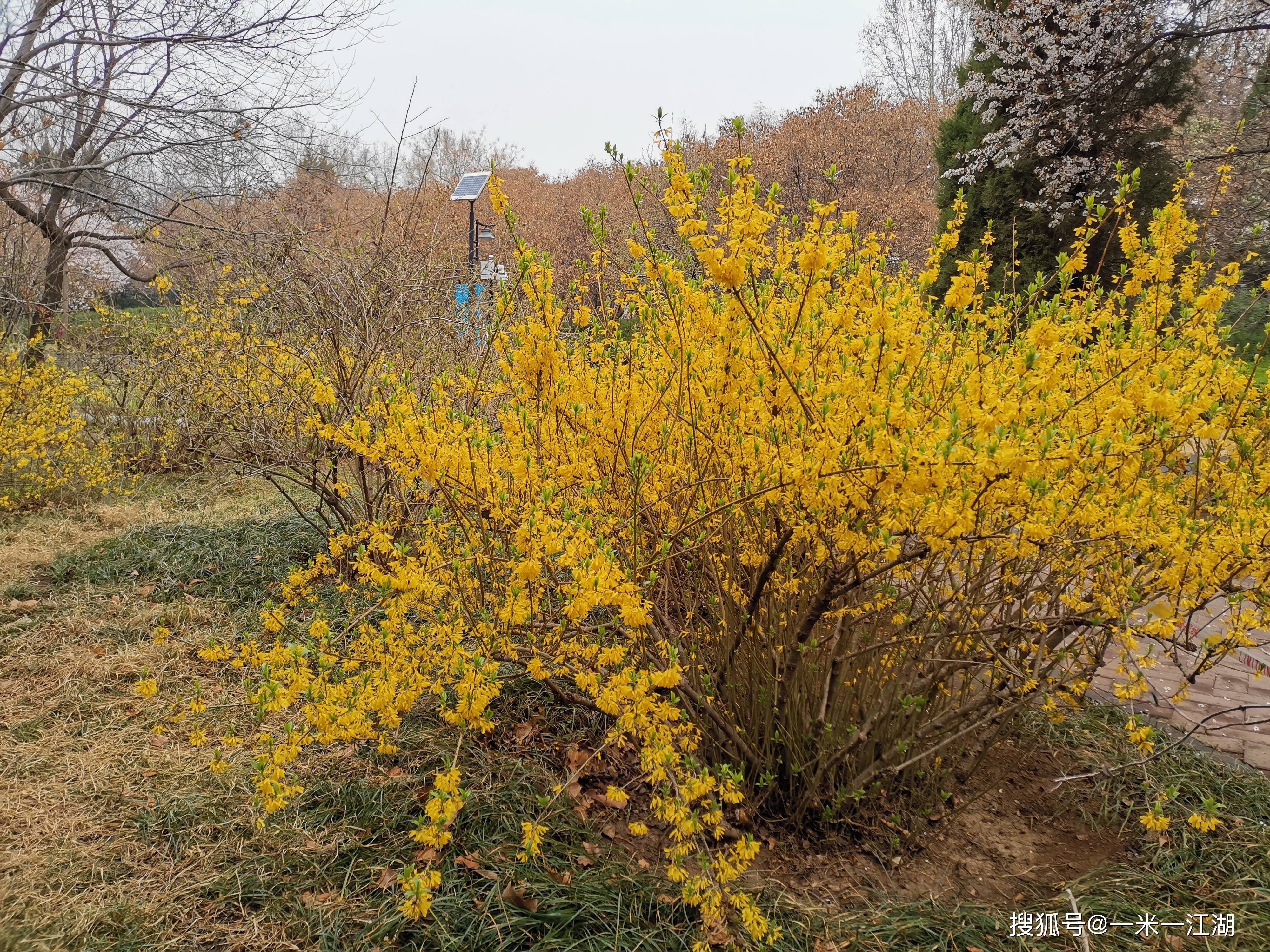 这么说来,连翘和金钟花,一定是恋爱中的人们最钟情的物种了,无论是两