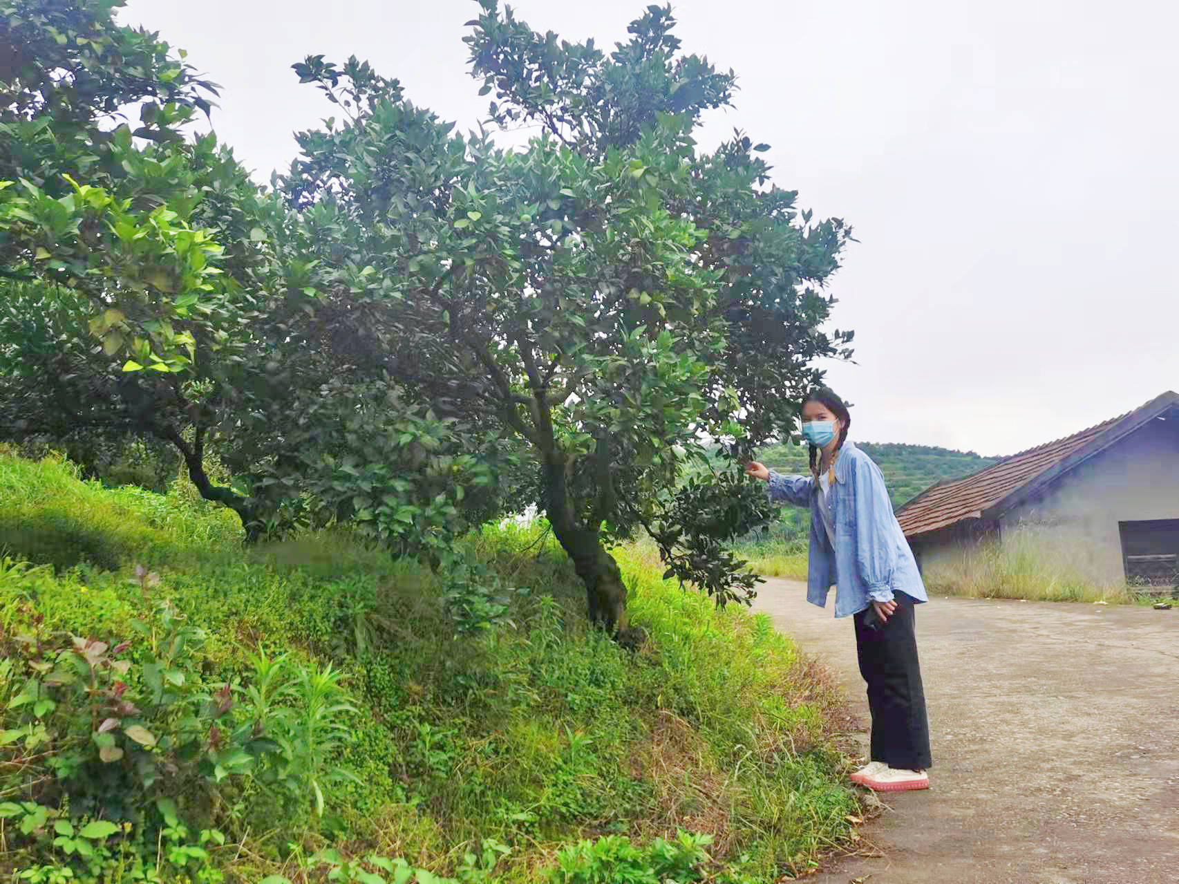 湖北学子三下乡漫山遍野青橙坠周家人村发展对