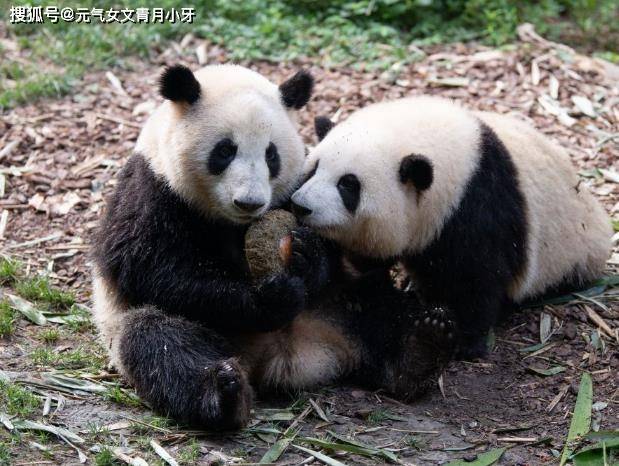 若是动物界也有顶流，那熊猫和花必需有一席之地