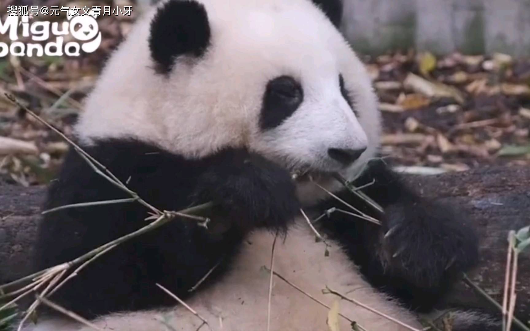 若是动物界也有顶流，那熊猫和花必需有一席之地