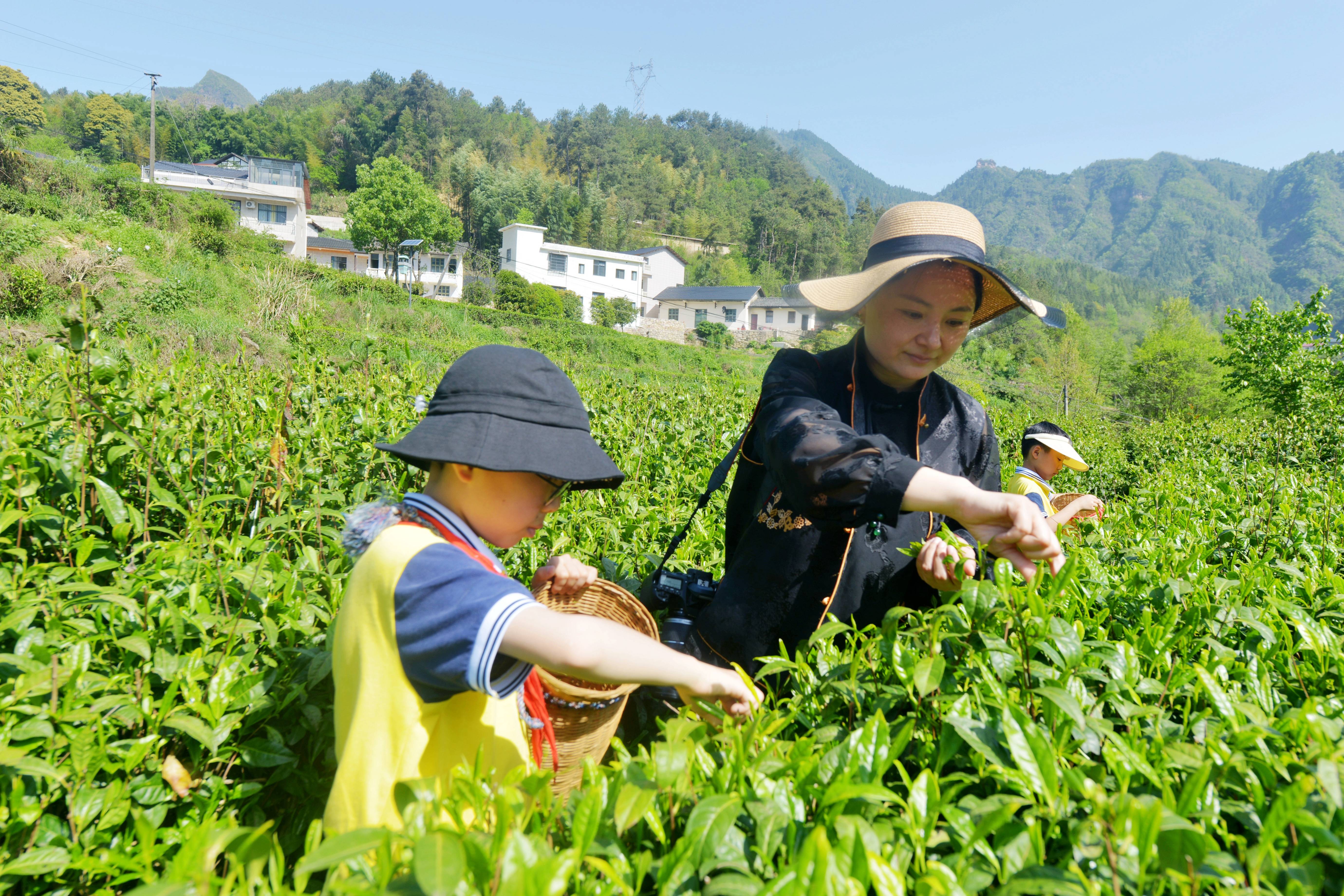 张家界金海尝试学校：莘莘学子采茶欢 劳动教育助双减（组图）