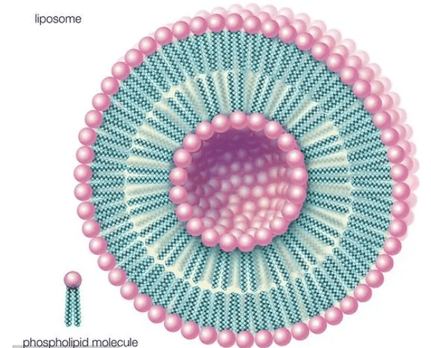 dops:dopc (80:20) liposomes脂质体