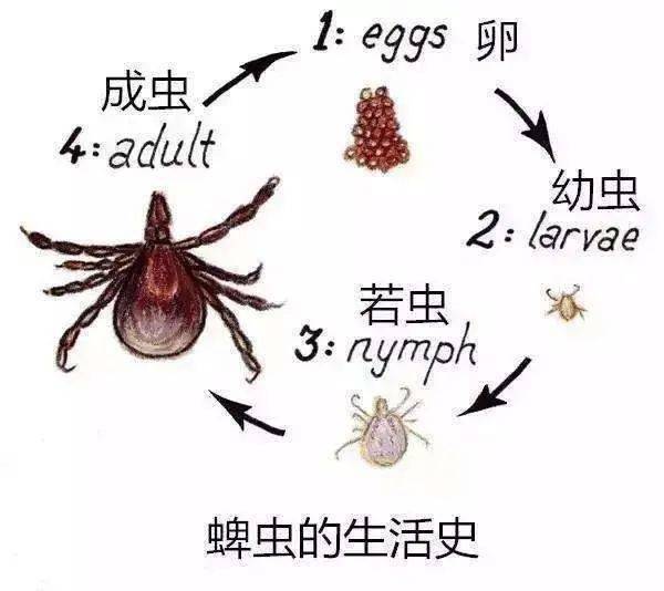 蜱虫最大的体型 2457a7e10b65485684e8e7e3e761ce63.jpeg