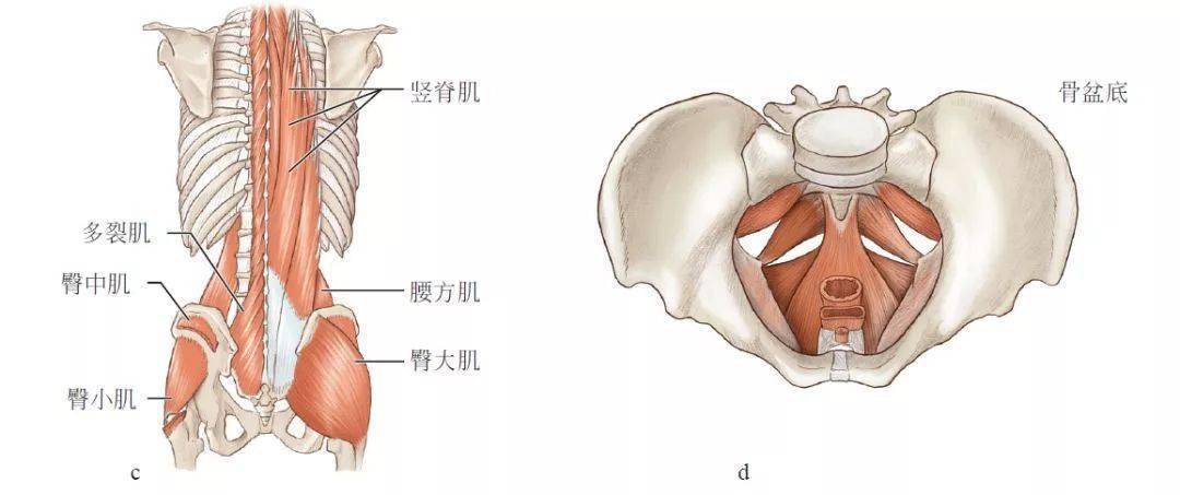 也许是屁股的锅!