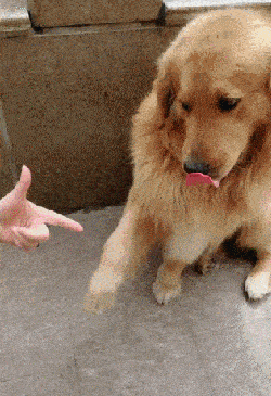 狗狗都会给你回应 虽然它们可能明白不了你的意思 不是要握手吗?