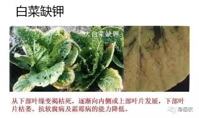 以下是一些作物出现缺钾症状表现:作物需要补钾或出现缺钾症状时,选择