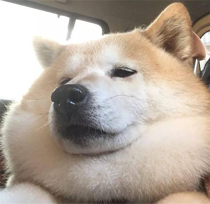 这只柴犬自从被收养,就从精致五官,发展成了大饼脸啊啊啊啊