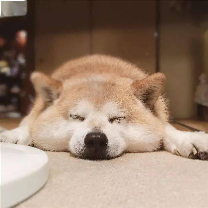 这只柴犬自从被收养,就从精致五官,发展成了大饼脸啊啊啊啊