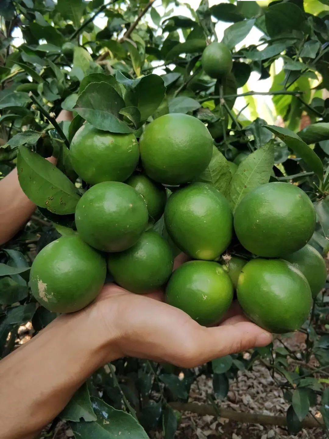 树上小芒果有其他抖音号吗 33cd93bf481245b5b1a328c4e22f6176.jpeg