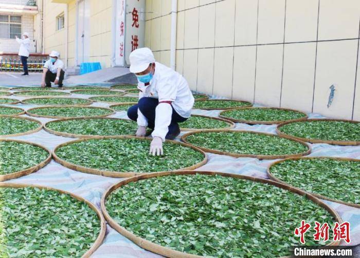 加工|太行山上野连翘变“山中宝”