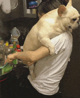 为了伺候毛孩子,铲屎官都这么卑微了吗?