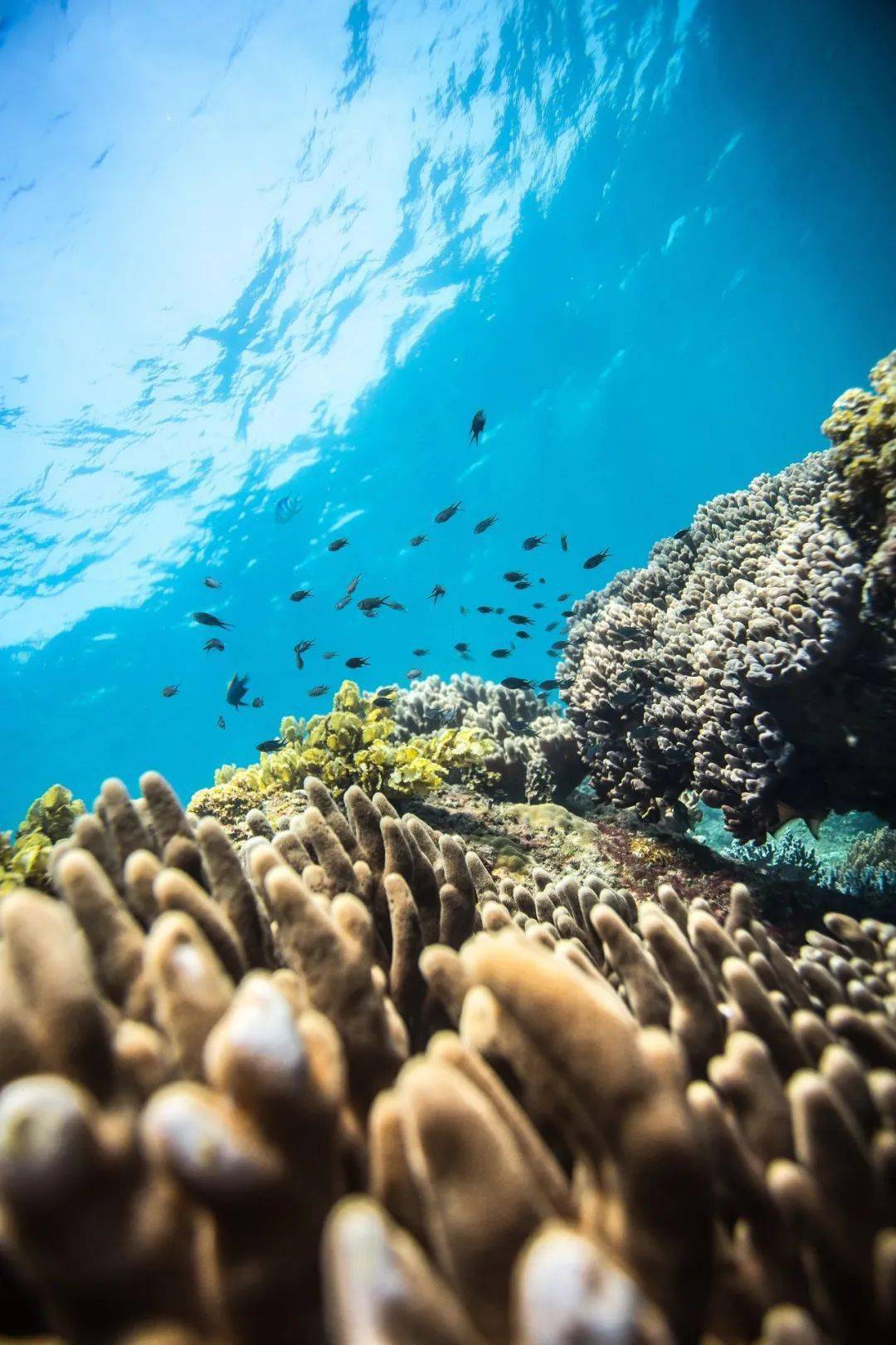 美丽的珊瑚礁,一览无余的海底美景  心动五颗星