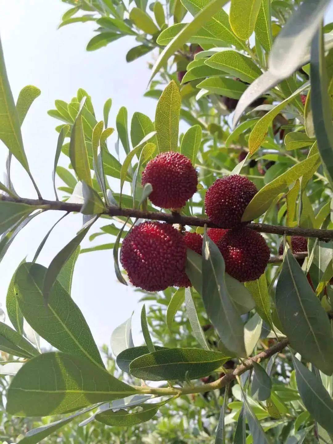 【采摘推荐】 小果子大甜蜜!酸酸甜甜好滋味!