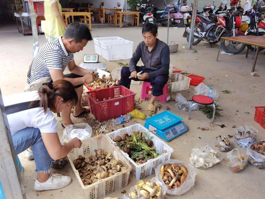 必博体育文山野生菌上市鸡枞最高250一斤(图7)