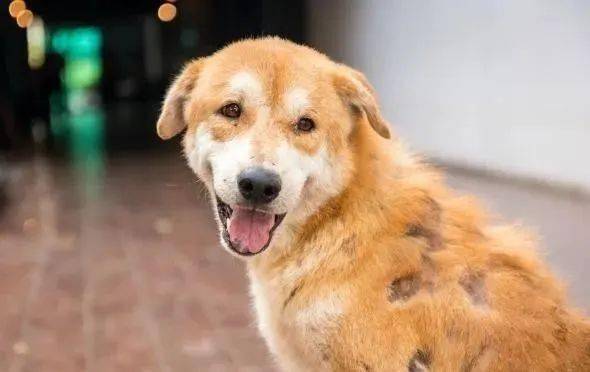 狗狗毛发变白是什么原因 a6b3befe5af1483b87a7a8a7de7498ac.jpeg