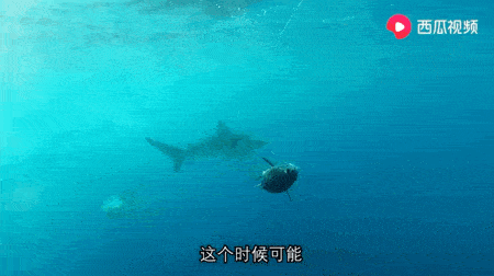 6c866b21831742a5b7182d051f1881db.gif
