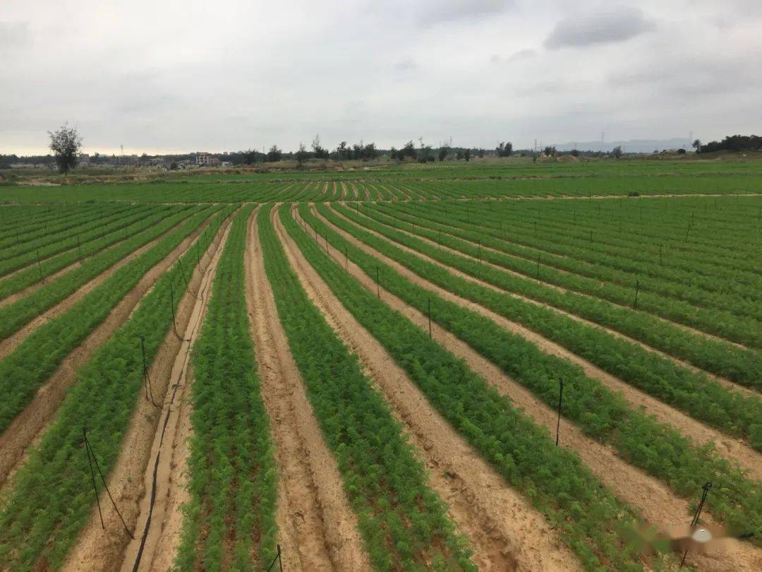 后湖村红萝卜种植基地