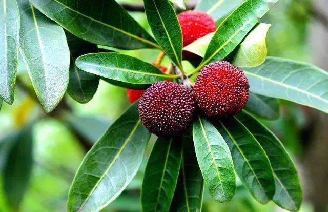 曹丞相请你吃杨梅