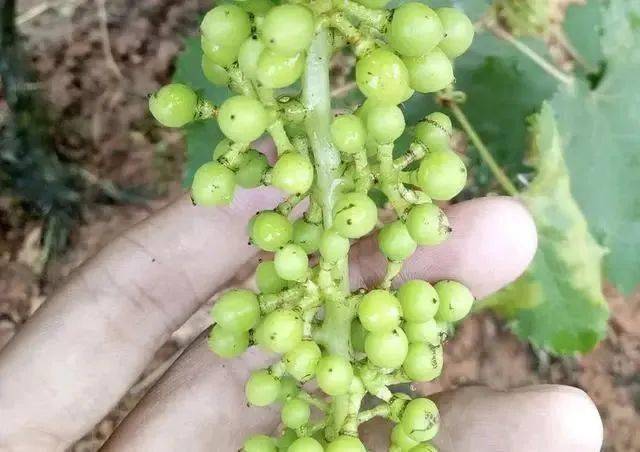 【植保】葡萄开花结果期,别忽略蓟马,不然质量大受损失