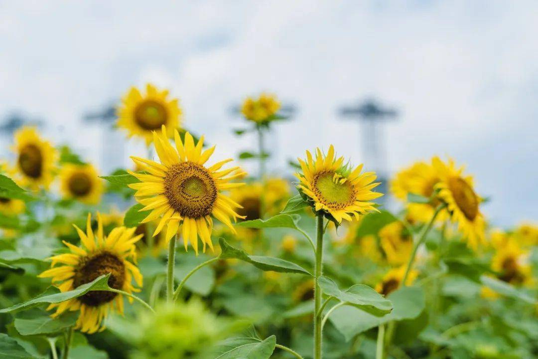 summer  花田里传来阵阵香气,正适合拍上几张美美的照片,这个夏天