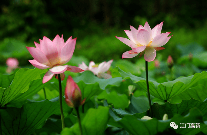 小荷才露尖尖角猜一成语_小荷才露尖尖角图片