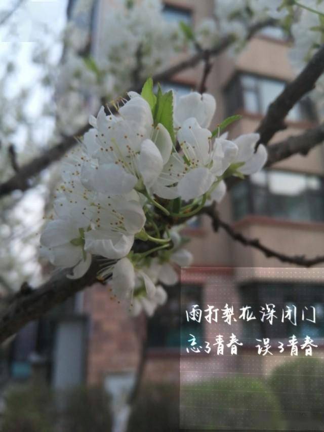 凝心书写,摄影原诗是这样的《一剪梅》唐伯虎雨打梨花深闭门,忘了