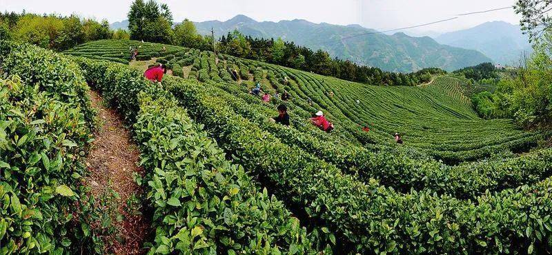 聚焦|镇巴:一片"绿"叶实现脱贫致富梦_茶叶