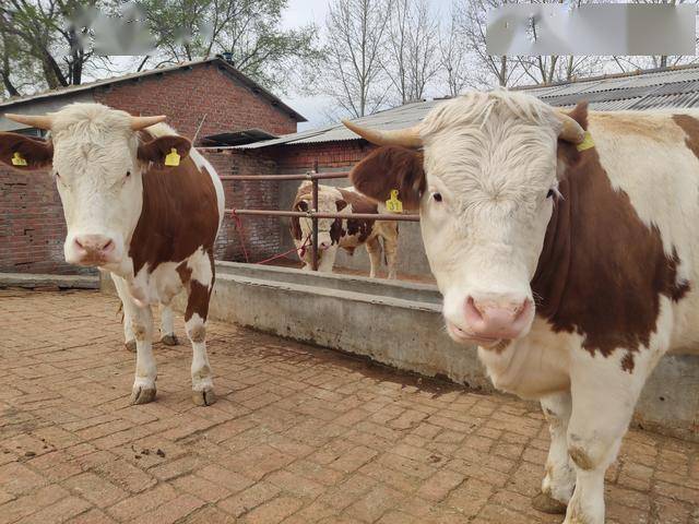农村家庭养牛的热潮就像夏天的天气一样尤其是今年新冠病毒影响