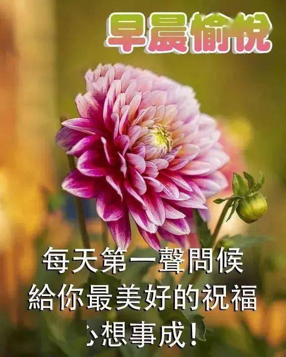 夏天问候大家早上好动态表情图片鲜花带字 问候早晨好