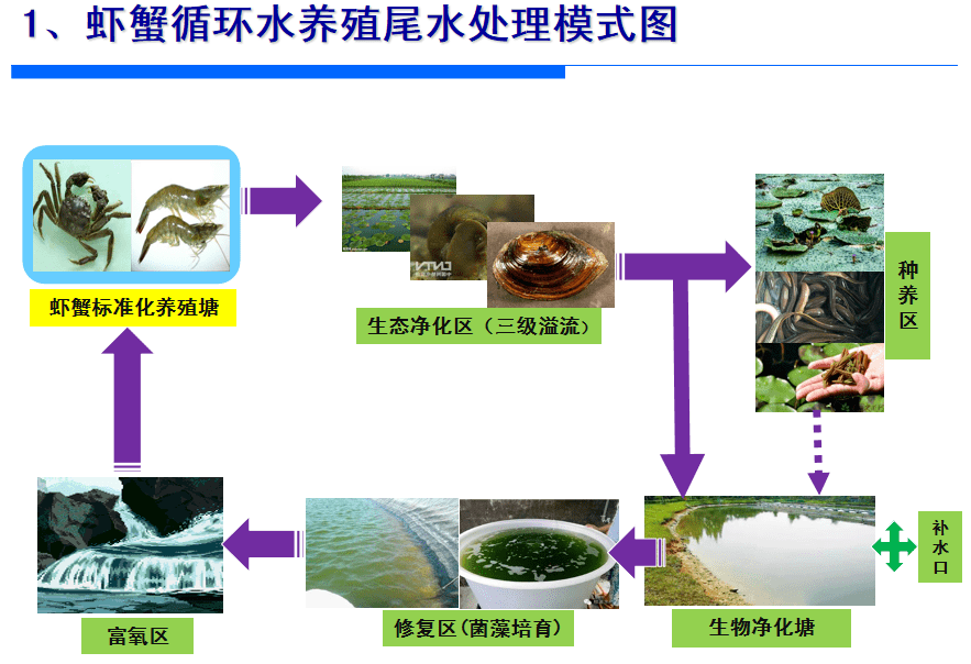 河蟹养殖与尾水生态化处置相结合,兴化探索水产养殖绿色发展模式有新