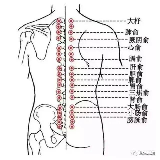 五脏六腑所有的背腧穴(即肺俞,厥阴俞,心俞,肝俞,胆俞,脾俞,胃俞,三焦