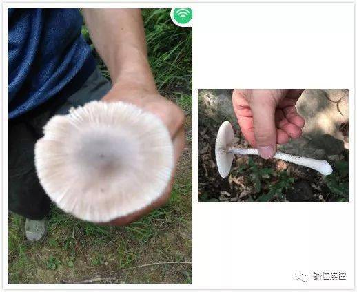 石阡有多少人口_石阡温泉(3)