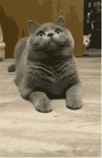 猫吃起醋来究竟有多可怕?本宫不死,尔等终究是妃!