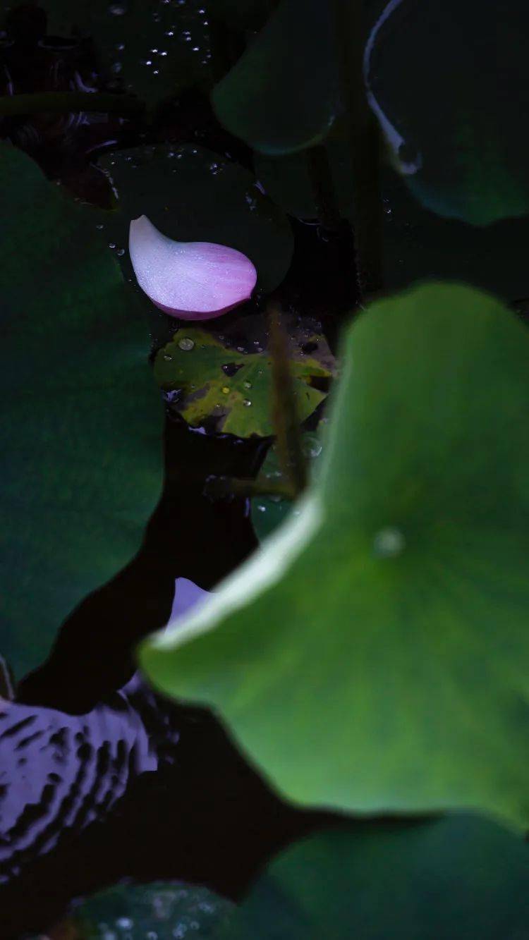 选个下雨天拍荷花,更有感觉