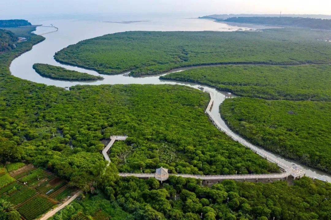 世界海洋日聚焦红树林～快收藏,中国6大红树林国家级保护区信息