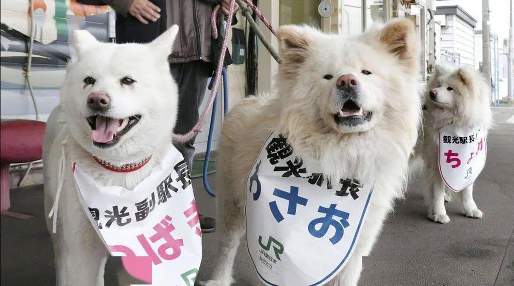 日本超人气的丑萌秋田站长走了，网友送别：它终于和奶奶团聚了！