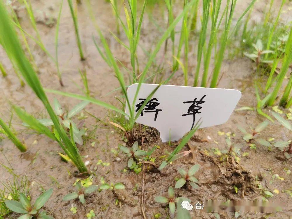 防除抗性大龄禾本科杂草,认准合肥星宇稻饱饱